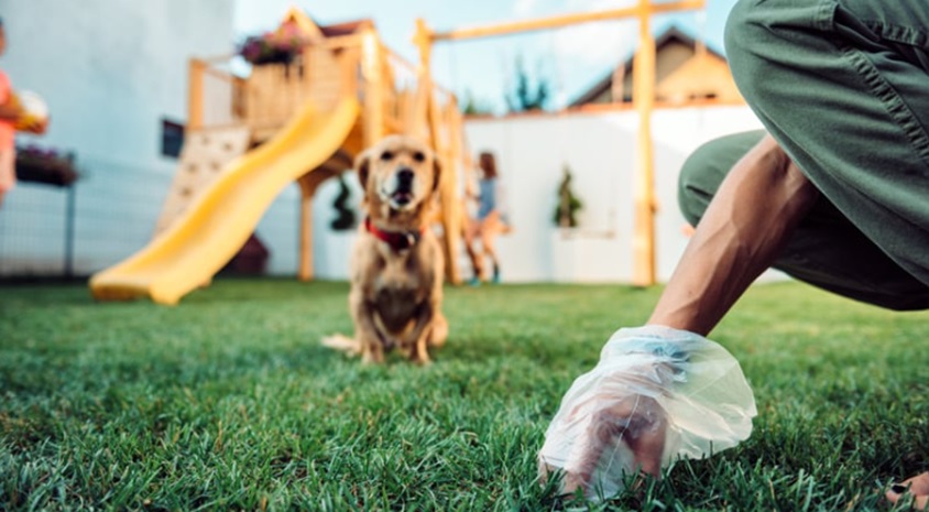 Dog Poop Pickup